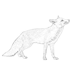 アカギツネの無料塗り絵イラスト（知育・高齢者レク用）