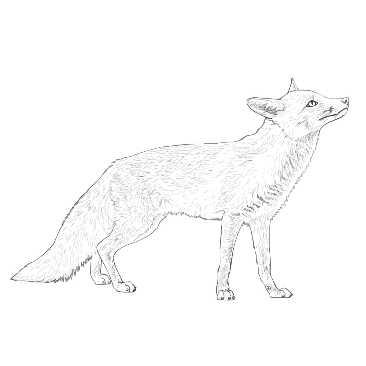 アカギツネ