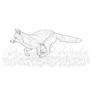 走っているアカギツネの無料塗り絵イラスト（知育・高齢者レク用）