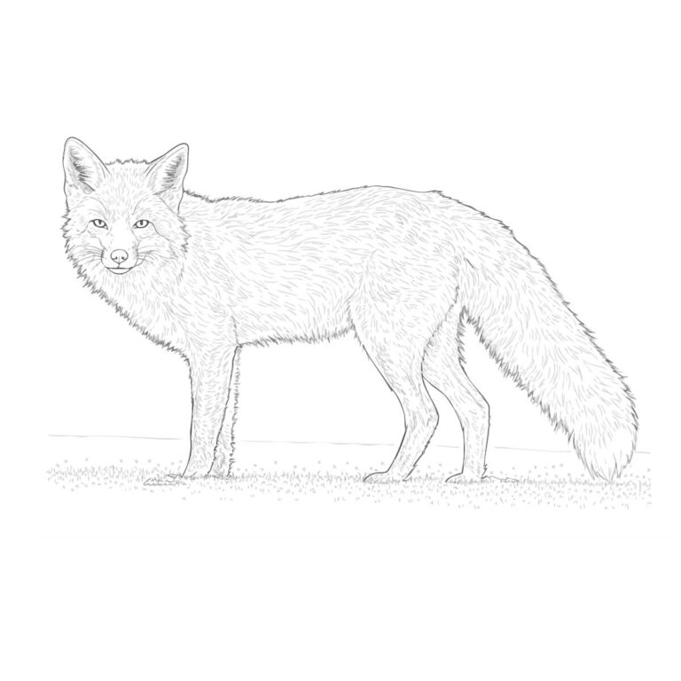 アカギツネ（狐）の無料塗り絵イラスト（知育・高齢者レク用）