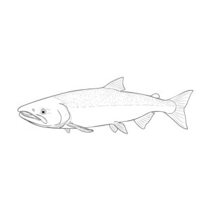 鮭の無料塗り絵イラスト（知育・高齢者レク用）