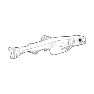 鮭 稚魚の無料塗り絵イラスト（知育・高齢者レク用）
