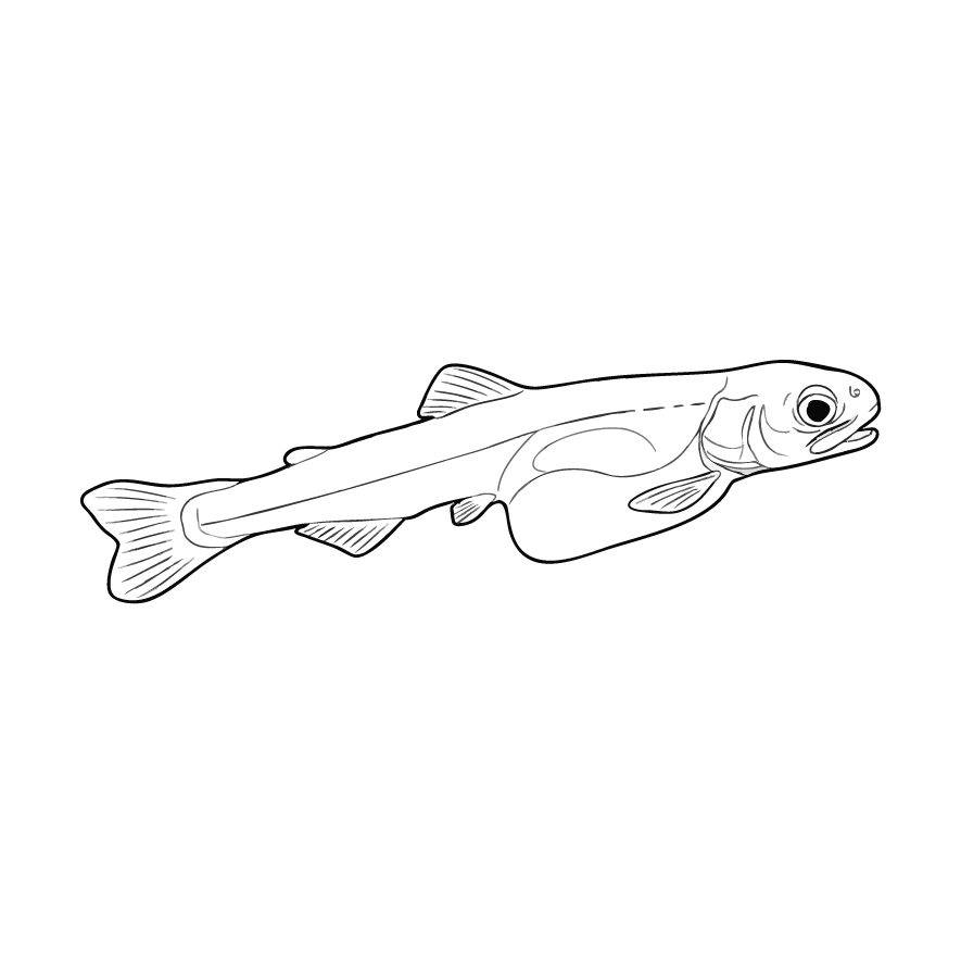 鮭 稚魚