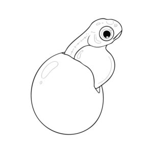 鮭 稚魚２の無料塗り絵イラスト（知育・高齢者レク用）