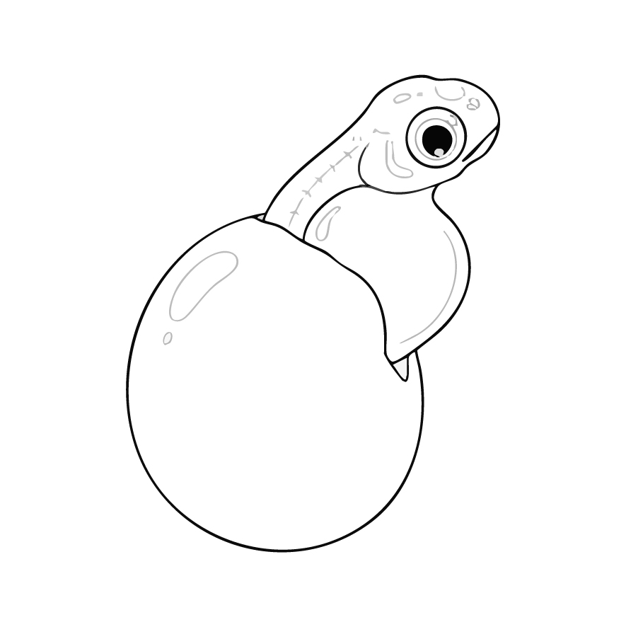 鮭 稚魚2