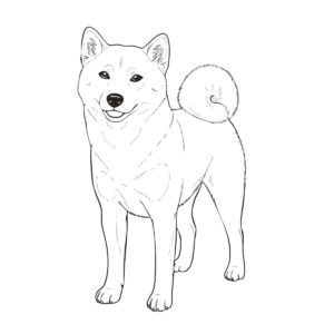 柴犬の無料塗り絵イラスト（知育・高齢者レク用）