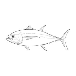 マグロ（本マグロ・メバチマグロ・キハダマグロ）の無料塗り絵イラスト（知育・高齢者レク用）