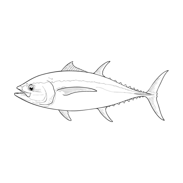 マグロ（本マグロ・メバチマグロ・キハダマグロ）の無料塗り絵イラスト（知育・高齢者レク用）