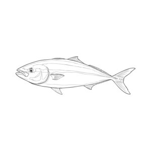 ブリ・ハマチの無料塗り絵イラスト（知育・高齢者レク用）