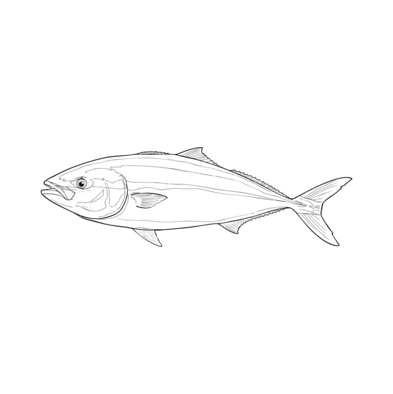 ブリ・ハマチの無料塗り絵イラスト（知育・高齢者レク用）