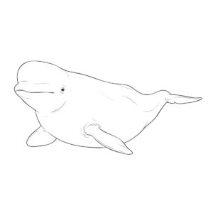 ベルーガ （シロイルカ）の無料塗り絵イラスト（知育・高齢者レク用）