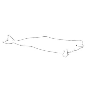 Free printable Beluga Whale 2 coloring page