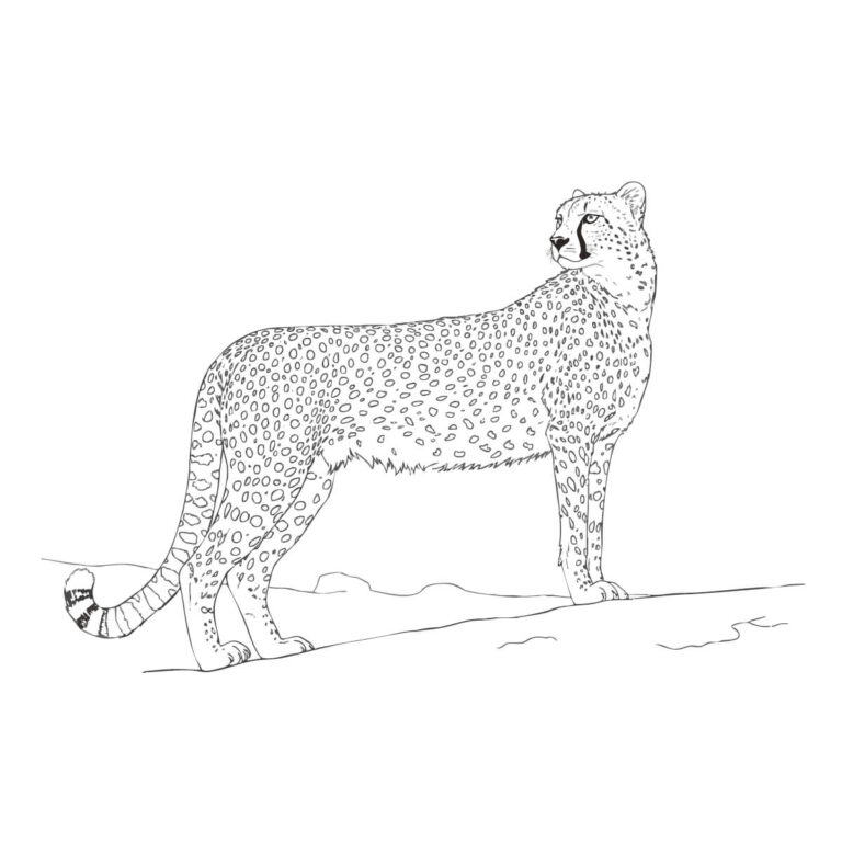 チーターの無料塗り絵イラスト（知育・高齢者レク用）