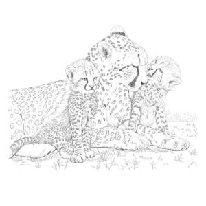チーターの親子の無料塗り絵イラスト（知育・高齢者レク用）