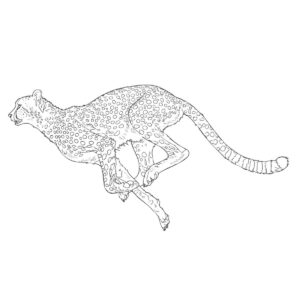 走っているチーターの無料塗り絵イラスト（知育・高齢者レク用）