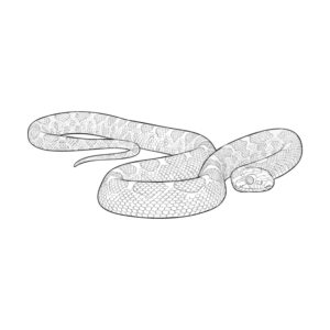 コーンスネークの無料塗り絵イラスト（知育・高齢者レク用）