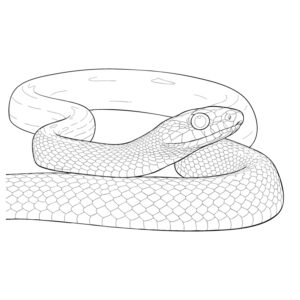 Free printable Corn snake 2 coloring page