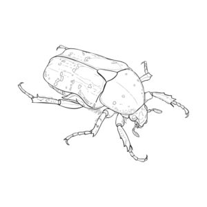 Free printable Flower chafer coloring page
