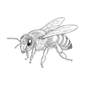 Free printable Honeybee coloring page
