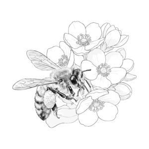 Free printable Honeybee 2 coloring page