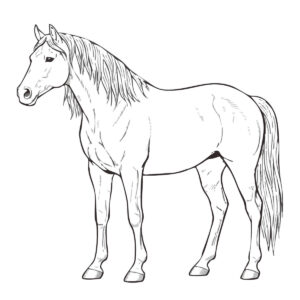 馬の無料塗り絵イラスト（知育・高齢者レク用）