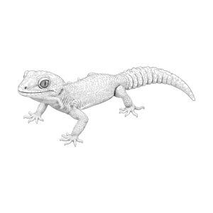 ヒョウモントカゲモドキの無料塗り絵イラスト（知育・高齢者レク用）