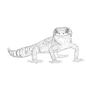 ヒョウモントカゲモドキ２の無料塗り絵イラスト（知育・高齢者レク用）