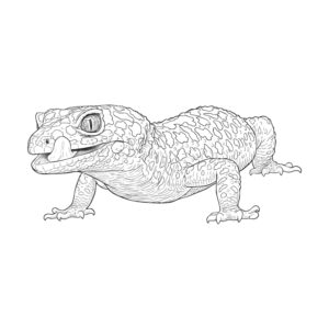 ヒョウモントカゲモドキ３の無料塗り絵イラスト（知育・高齢者レク用）