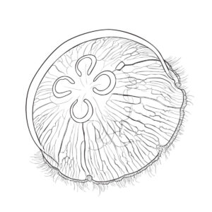 ミズクラゲの無料塗り絵イラスト（知育・高齢者レク用）