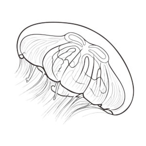 ミズクラゲ２の無料塗り絵イラスト（知育・高齢者レク用）