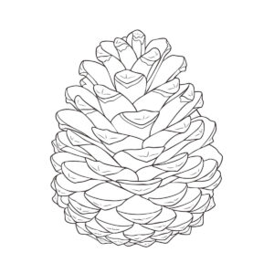 Free printable Pine cone 1 coloring page