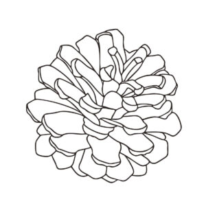 松ぼっくり（球果）の無料塗り絵イラスト（知育・高齢者レク用）