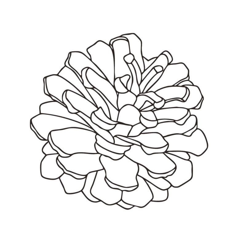 Free printable Pine cone coloring page