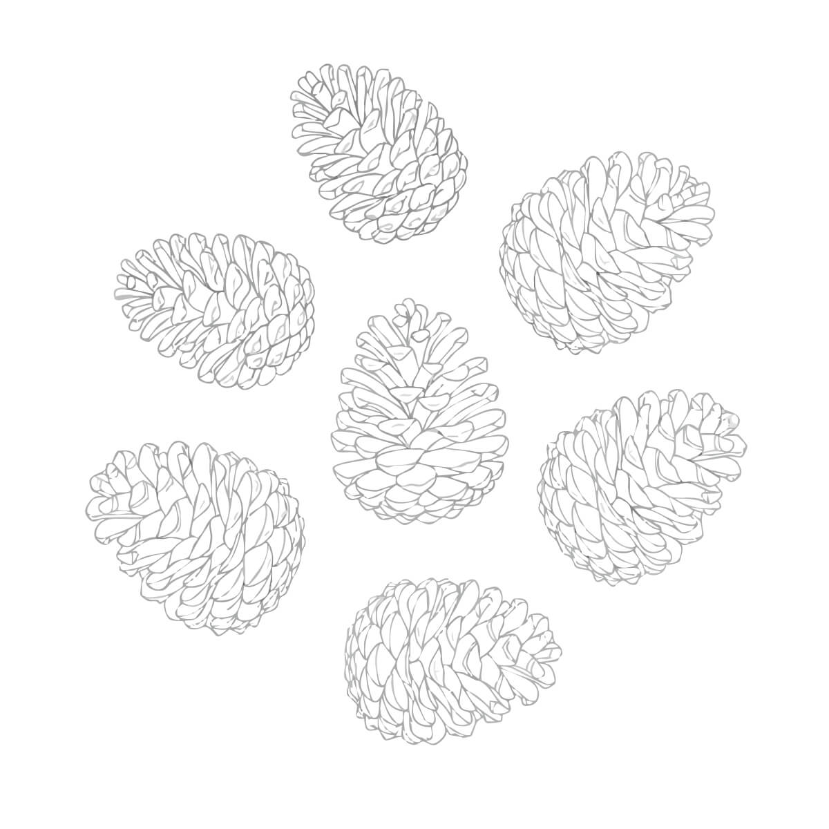 沢山の松ぼっくり