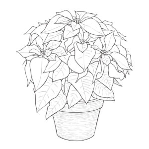 ポインセチアの無料塗り絵イラスト（知育・高齢者レク用）