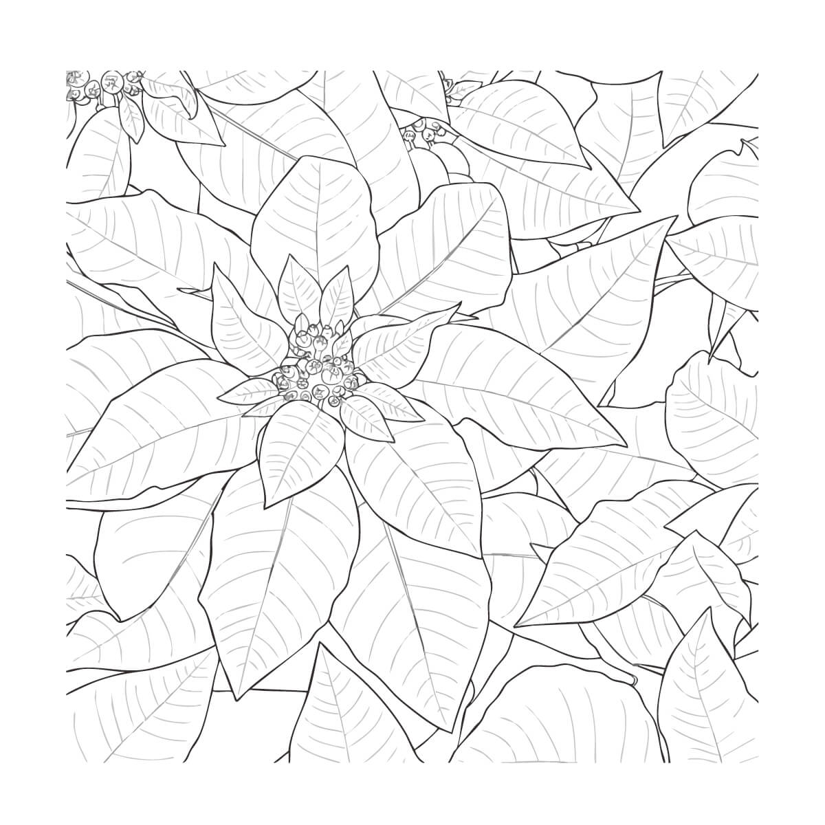 沢山のポインセチア