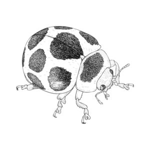 Free printable Ten-spotted ladybird coloring page