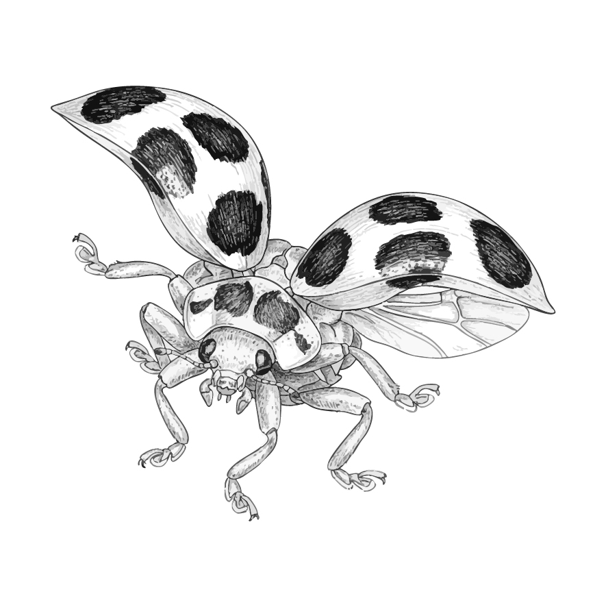 トホシテントウ 成虫２