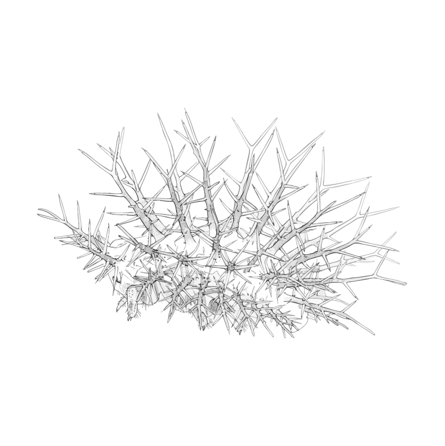 トホシテントウ 幼虫