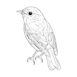 Free printable Red-flanked bluetail 2 coloring page
