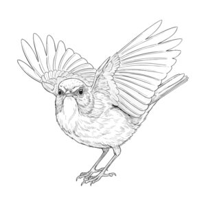 Free printable Red-flanked bluetail 3 coloring page