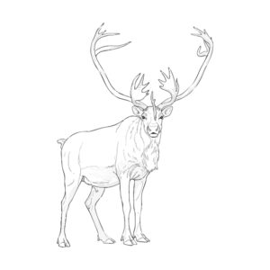 トナカイ２の無料塗り絵イラスト（知育・高齢者レク用）