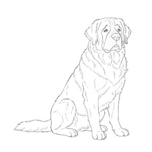 Free printable St. Bernard (sitting) coloring page