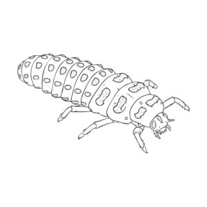 Free printable Yellow ladybird pupa coloring page