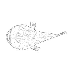 アンコウ２の無料塗り絵イラスト（知育・高齢者レク用）