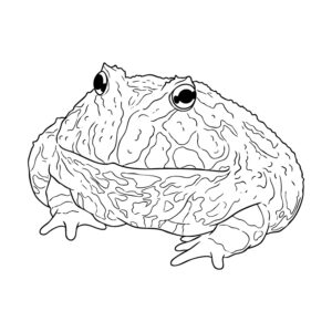 クランウェルツノガエルの無料塗り絵イラスト（知育・高齢者レク用）
