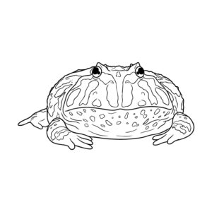 クランウェルツノガエル２の無料塗り絵イラスト（知育・高齢者レク用）