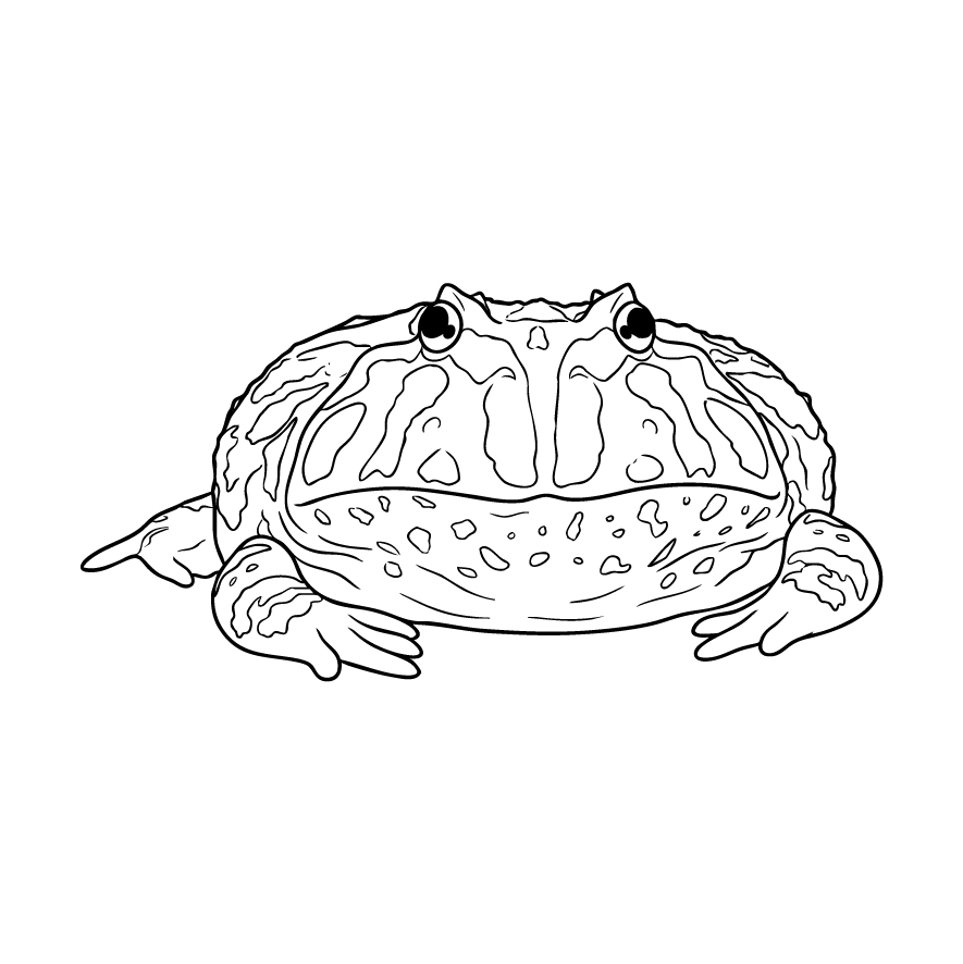 クランウェルツノガエル２