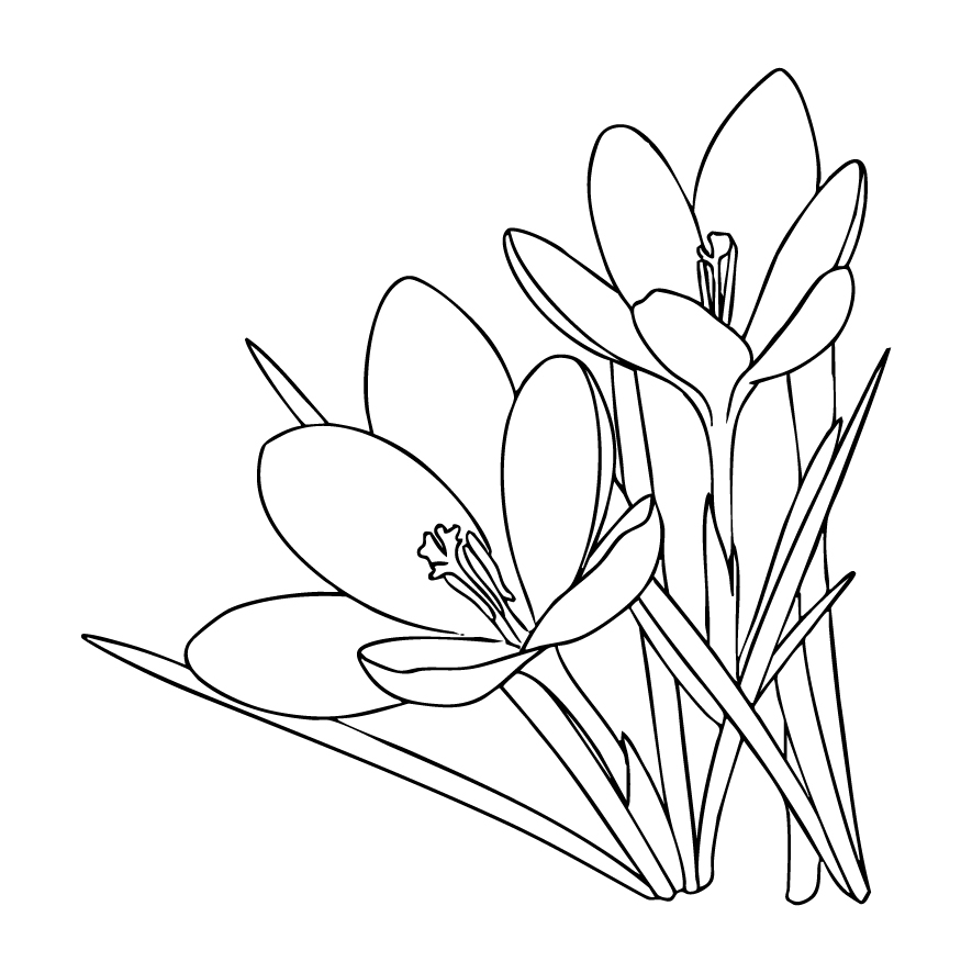 クロッカスの塗り絵