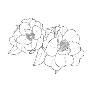 サザンカの無料塗り絵イラスト（知育・高齢者レク用）